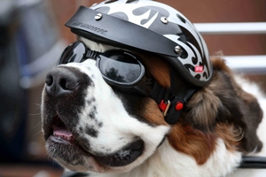 Dog on motorbike close up