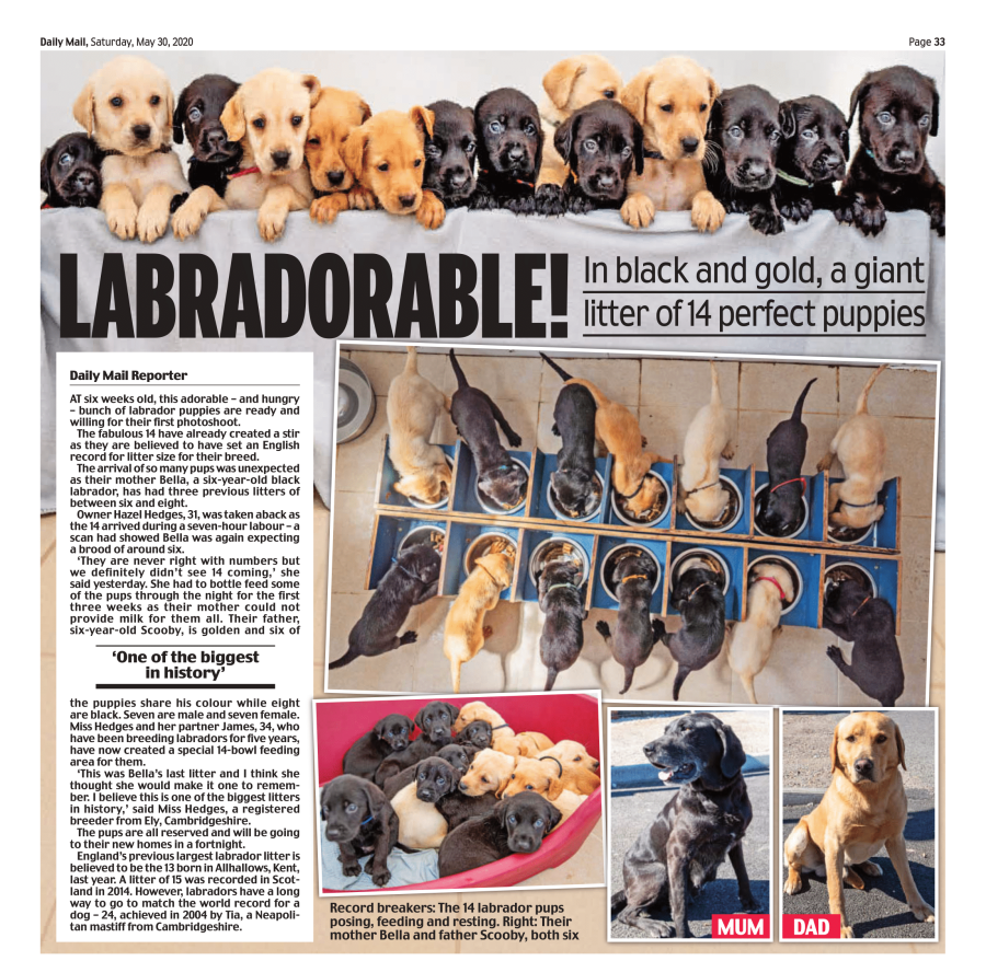 Largest Labrador Litter In The World