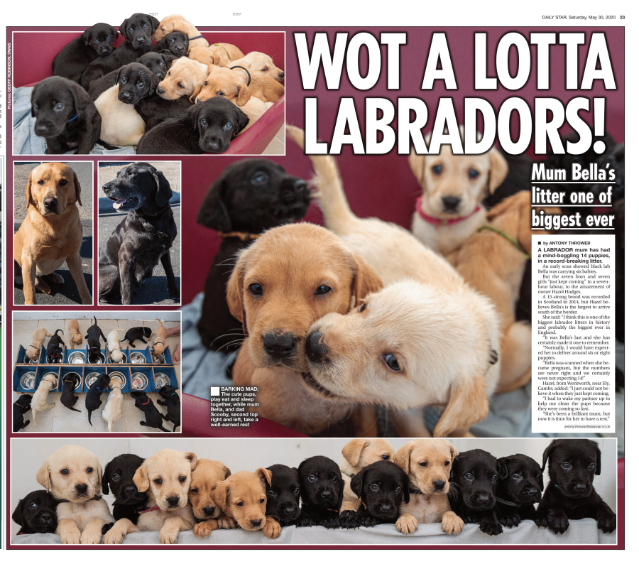 Largest Labrador Litter In The World