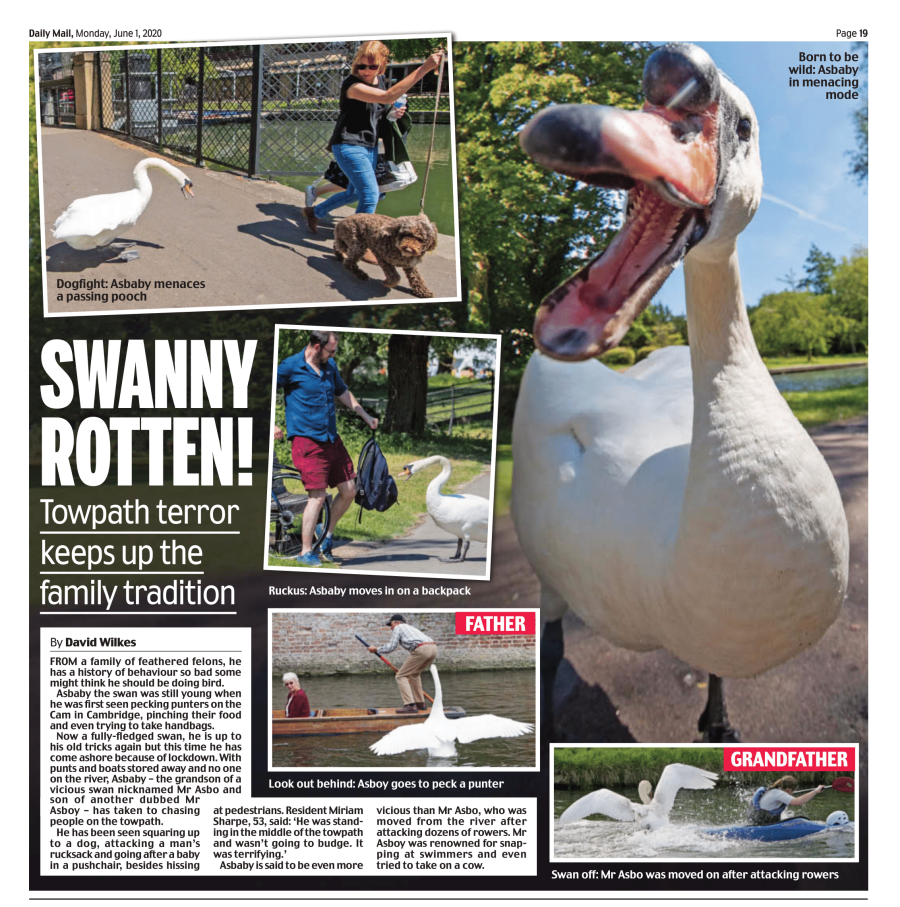 Asbaby Swan Up To Old Tricks Attacks Visitors On Footpath