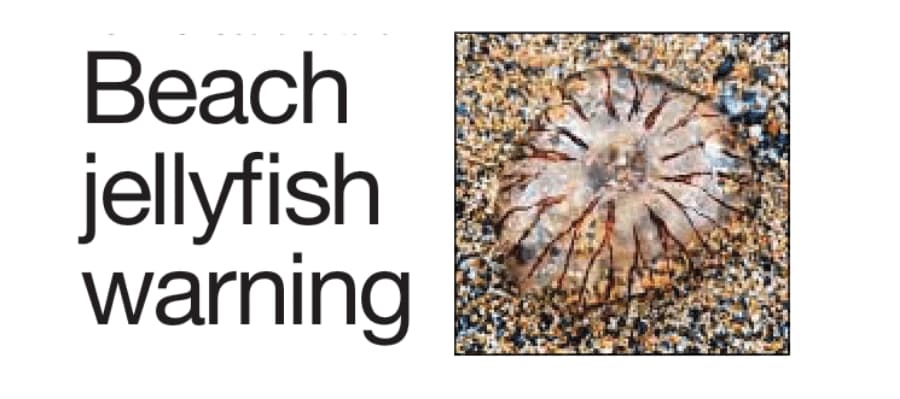 Beach Jellyfish Warning