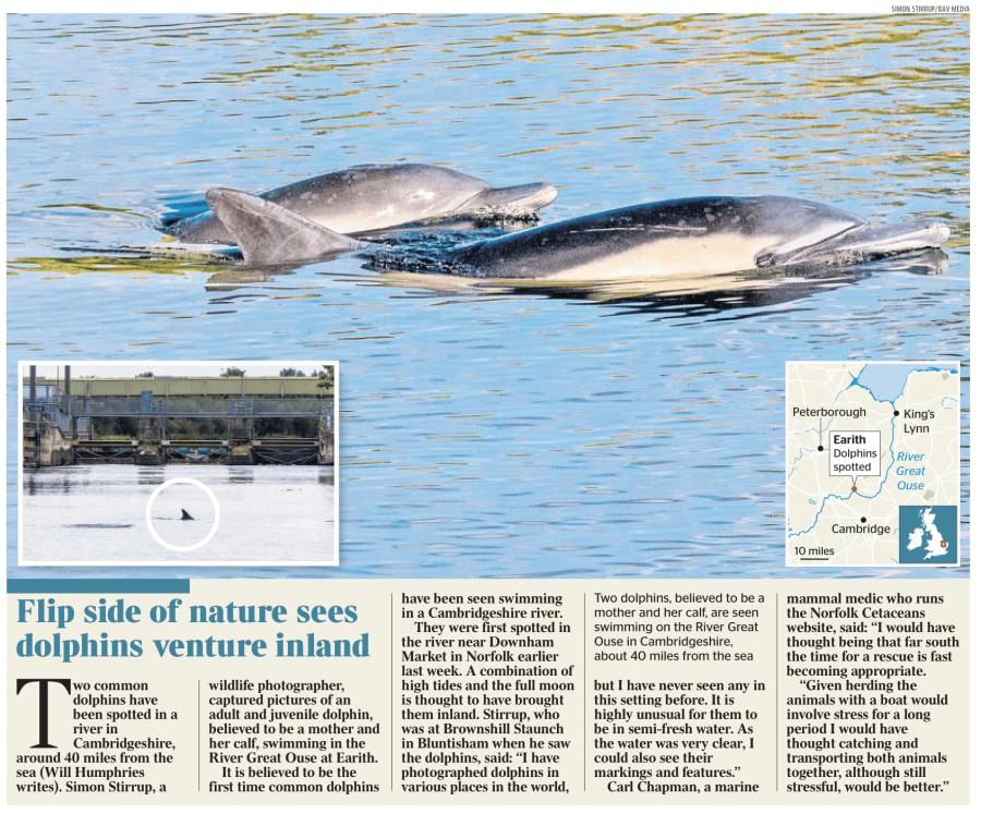 Two Dolphins Spotted In Cambridgeshire