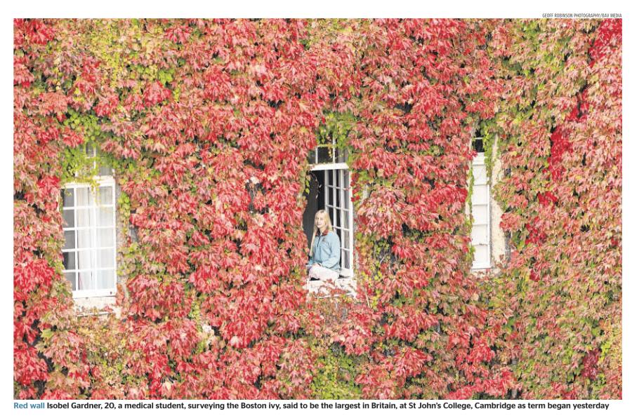 Largest Wall Of Boston Ivy Turns Red