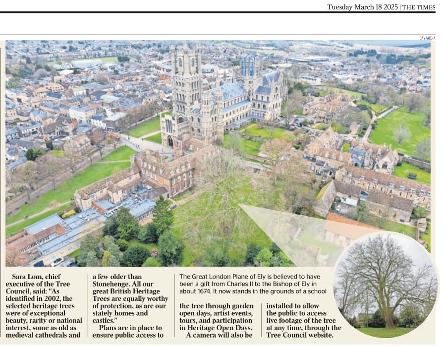 Historic Tree Protected