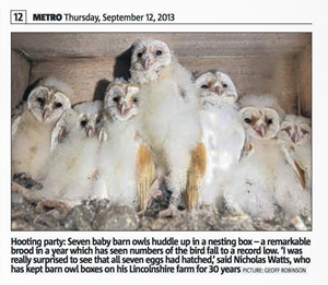 Barn Owls Metro Cutting