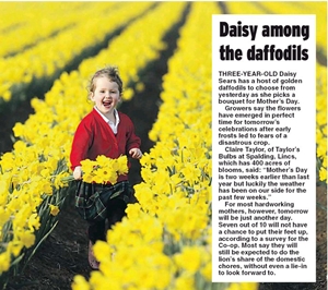 A Field of Daffodils