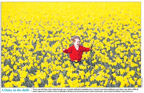 A Field of Daffodils