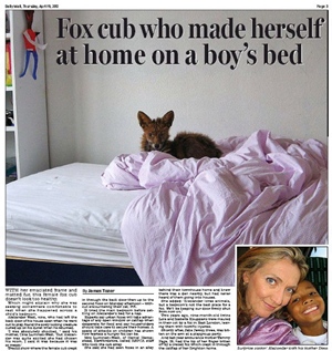 Fox-on-bed