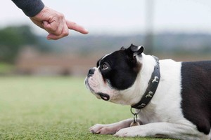 Deaf dog following a command