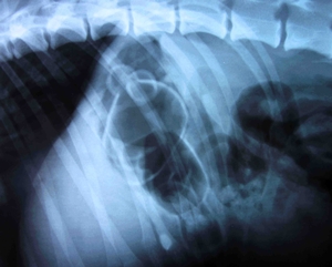 Chester's x-ray