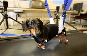 Paralysed Pup Walks Again