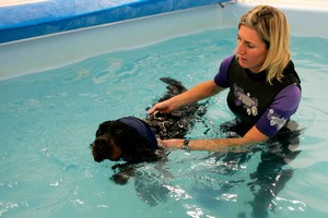 Dog who survived train hit in swimming pool