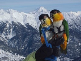 Parrots in the snow