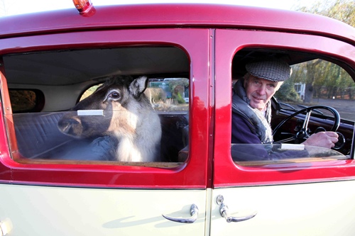 Dobbey the reindeer riding in the taxi