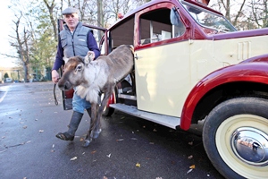 Dobbey the reindeer getting out of a taxi