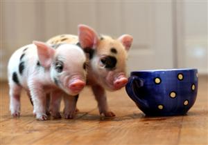 Micro Pigs