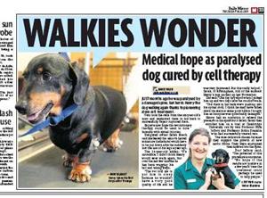 Paralysed Pup Walks Again