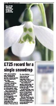 Snowdrop story as published