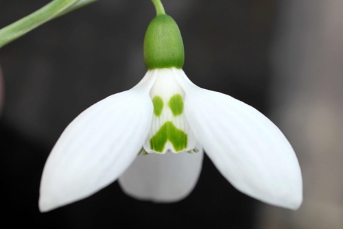 Rare snowdrop