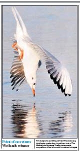 Gull diving