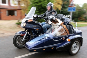 Dog on motorbike