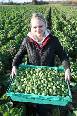 Brussel Sprouts